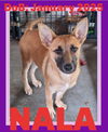 adoptable Dog in  named NALA