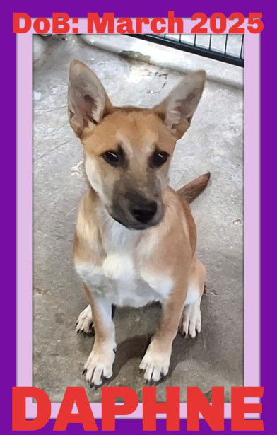 adoptable Dog in Sebec, ME named DAPHNE