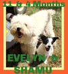 adoptable Dog in  named EVELYN bonded with SHAMU