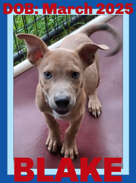 adoptable Dog in Sebec, ME named BLAKE