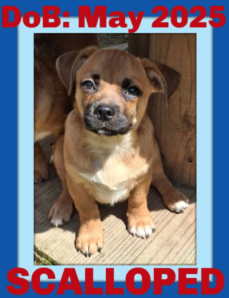 adoptable Dog in Sebec, ME named SCALLOPED