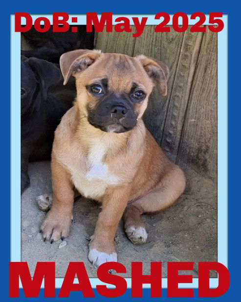 adoptable Dog in Sebec, ME named MASHED
