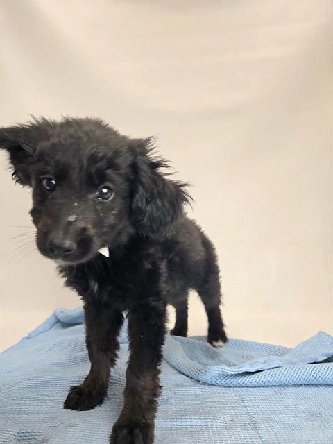 adoptable Dog in Sebec, ME named PEPPER