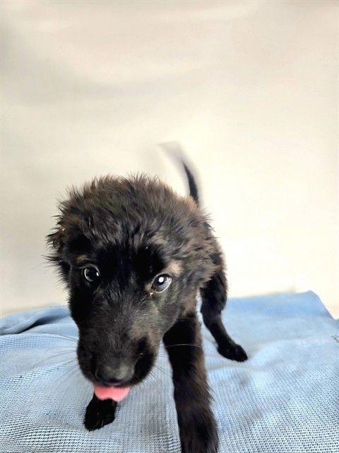 adoptable Dog in Sebec, ME named TRUFFLE