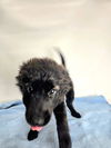 TRUFFLE