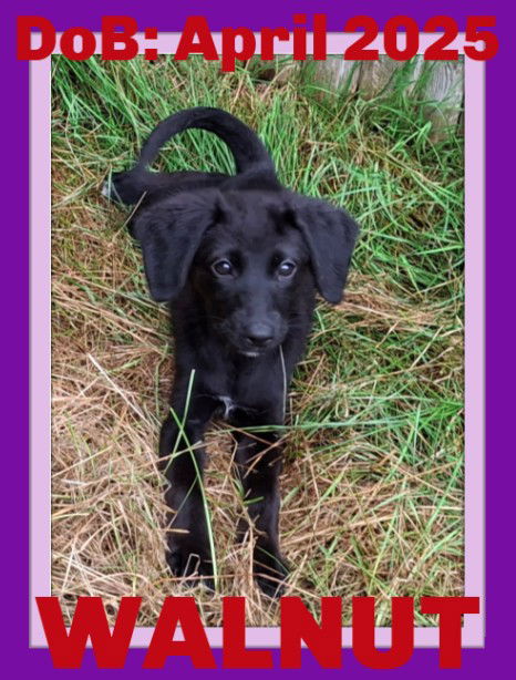 adoptable Dog in Sebec, ME named WALNUT