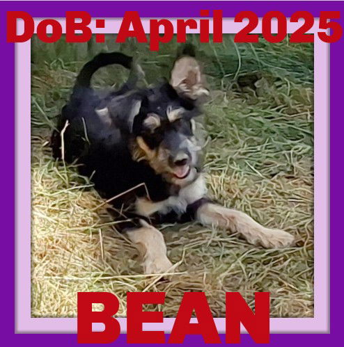 adoptable Dog in Sebec, ME named BEAN
