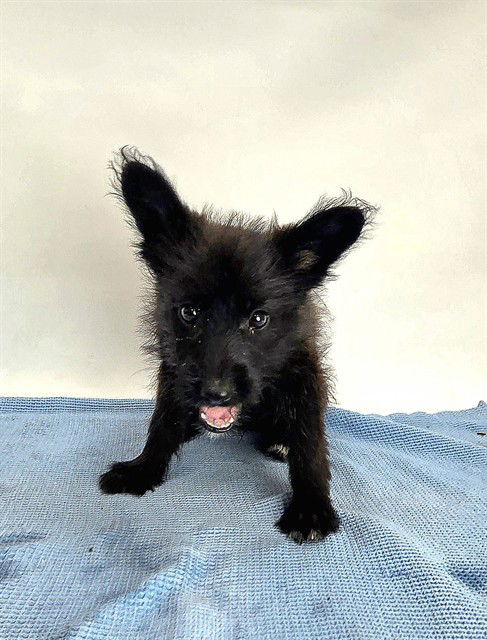adoptable Dog in Sebec, ME named CLOVER