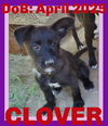 CLOVER