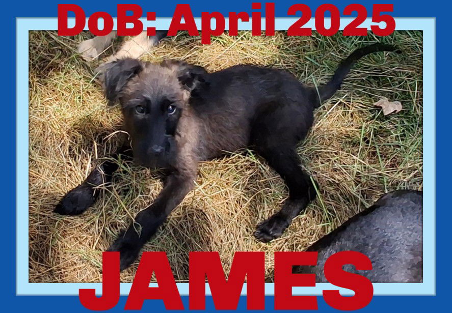 adoptable Dog in Sebec, ME named JAMES
