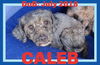 CALEB
