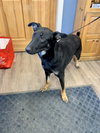 Ryder Girl - Fostered Bangor, ME