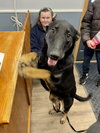 Ryder Girl - Fostered Bangor, ME