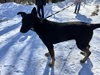 Ryder Girl - Fostered Bangor, ME