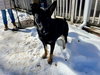 Ryder Girl - Fostered Bangor, ME