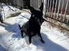 Ryder Girl - Fostered Bangor, ME