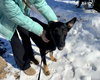 Ryder Girl - Fostered Bangor, ME