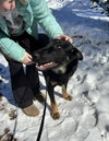 Ryder Girl - Fostered Bangor, ME