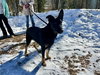 Ryder Girl - Fostered Bangor, ME