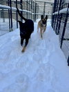 Ryder Girl - Fostered Bangor, ME