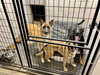Ryder Girl - Fostered Bangor, ME