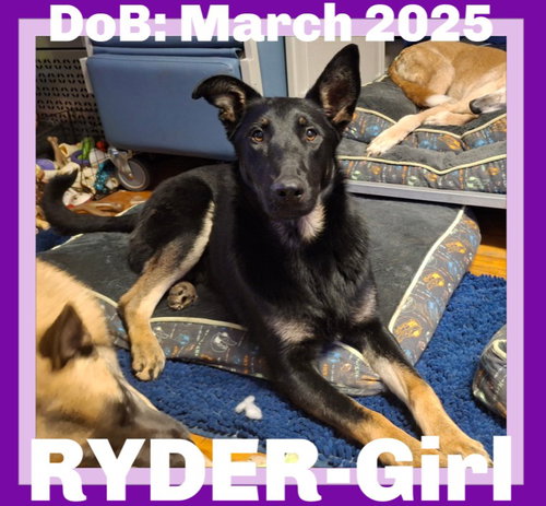Ryder-Girl