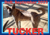 TUCKER
