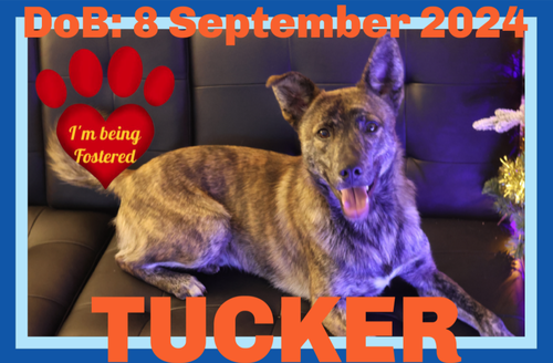 TUCKER - Fostered in Deer Island, ME