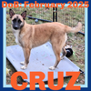 CRUZ