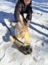 CRUZ - Fostered Bangor, ME