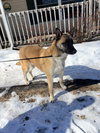 CRUZ - Fostered Bangor, ME