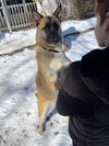 CRUZ - Fostered Bangor, ME