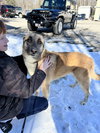 CRUZ - Fostered Bangor, ME