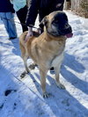 CRUZ - Fostered Bangor, ME