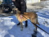 CRUZ - Fostered Bangor, ME
