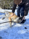 CRUZ - Fostered Bangor, ME