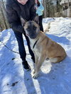 CRUZ - Fostered Bangor, ME