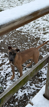 BART - Fostered in Howland