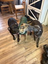 BART - Fostered in Howland