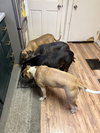BART - Fostered in Howland