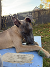 BART - Fostered in Howland