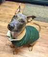 BART - Fostered in Howland