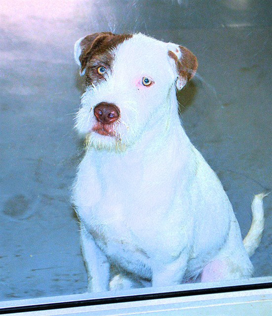 CASPER - Fostered in Turner, Maine