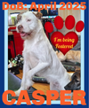 CASPER - Fostered in Turner, Maine