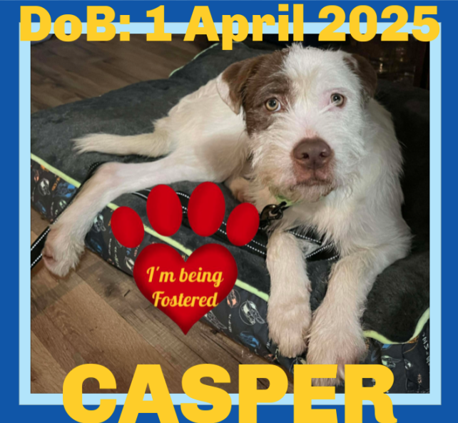 CASPER - Fostered in Turner, Maine