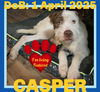 CASPER - Fostered in Turner, Maine