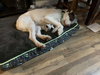 CASPER - Fostered in Turner, Maine