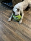 CASPER - Fostered in Turner, Maine
