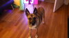 CLARA BELLE - Fostered Bangor, ME