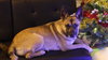 CLARA BELLE - Fostered Bangor, ME